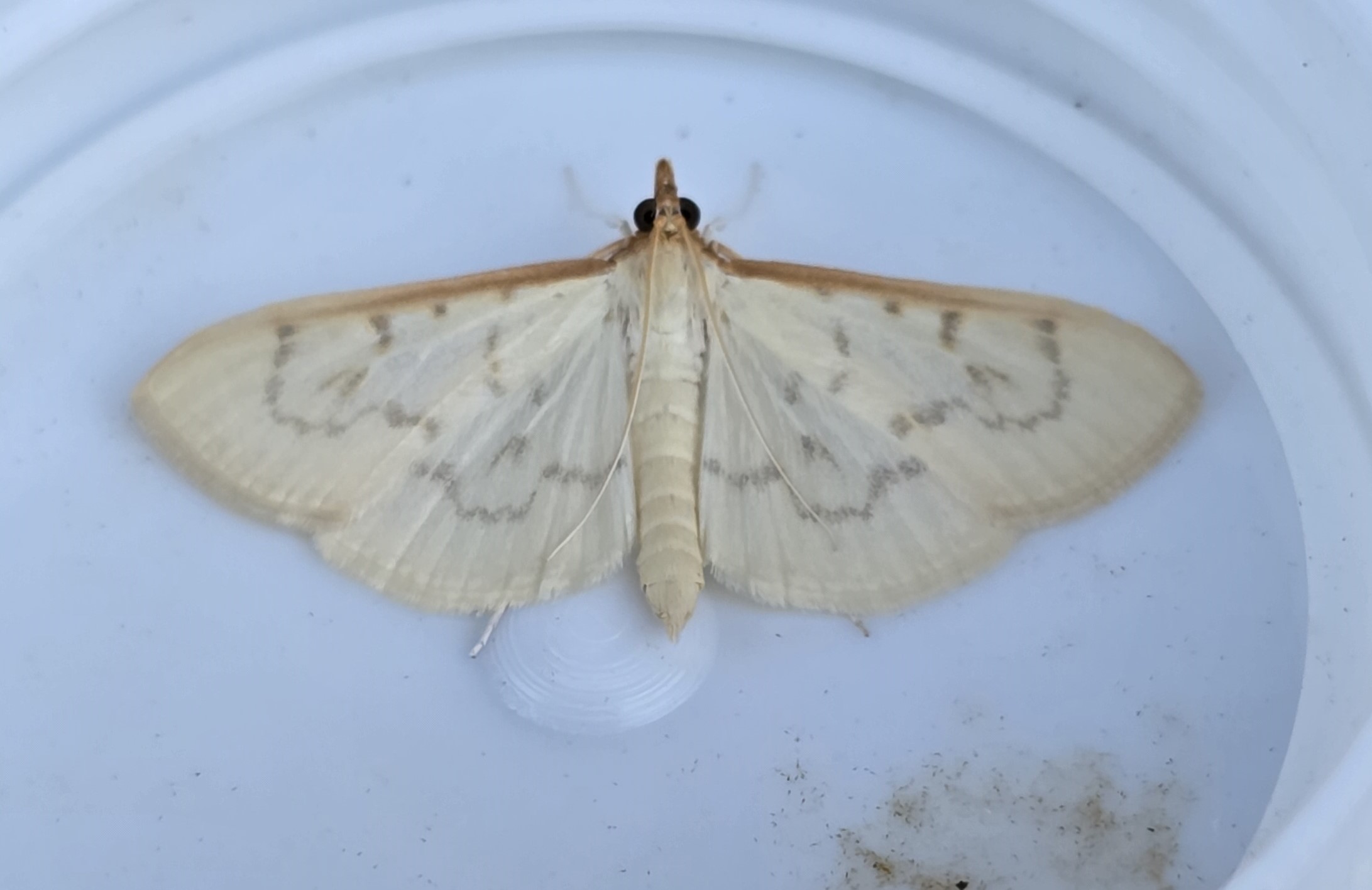 Photo of Hodebertia testalis